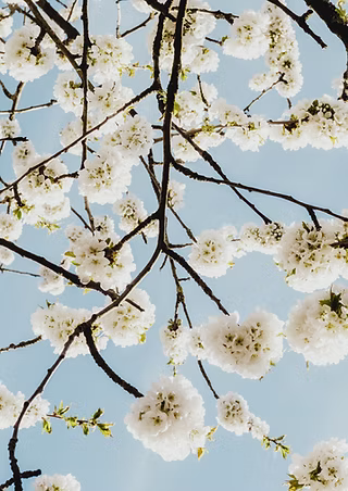 Vakkundige boomverzorging aan een bloeiende kersenboom